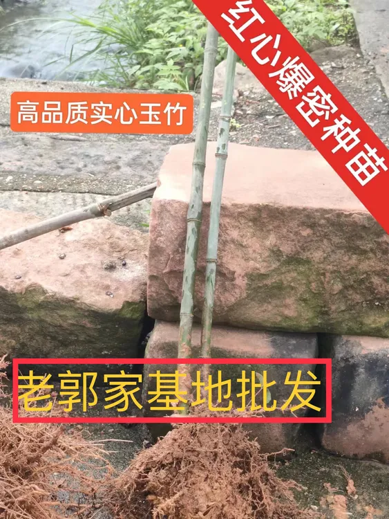 【买七棵送六棵】养死包赔