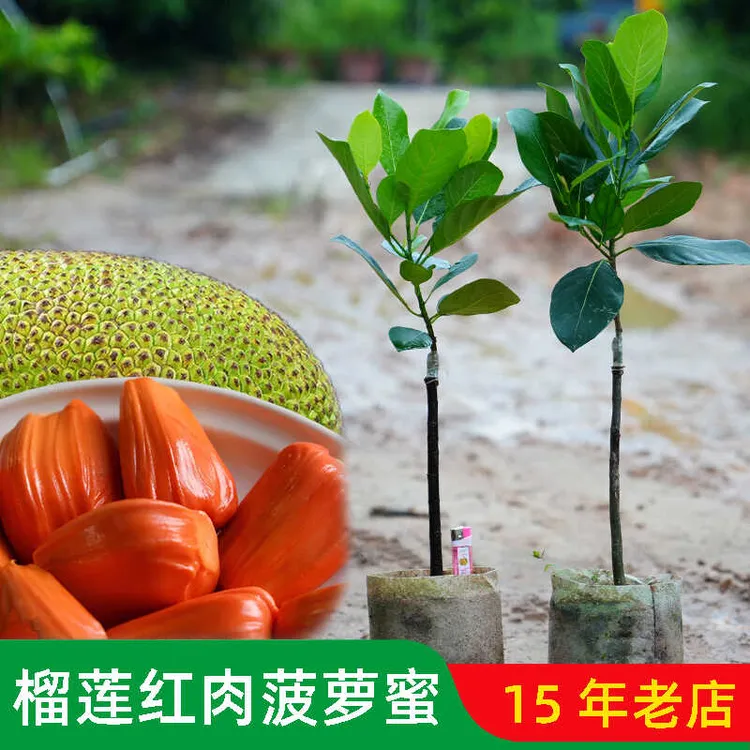 新品种 榴莲红肉菠萝蜜苗 嫁接菠萝蜜树苗一年多次结果榴莲味更浓