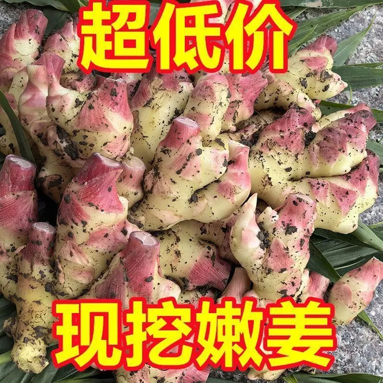 贵州高山中国小黄姜新鲜现挖挑战当季嫩姜蔬菜