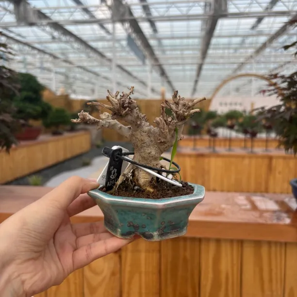 百日红盆景姬紫薇老桩耐旱耐寒好养活连盆带土室内外观赏绿植
