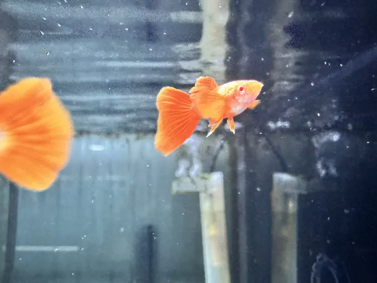 精品孔雀鱼艾尔金红耳