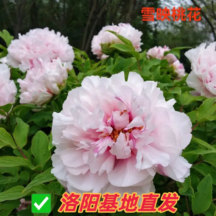 【雪映桃花】牡丹大棵苗洛阳牡丹培植基地老苗对版室外花卉