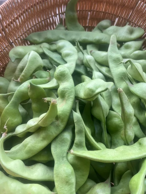 东北小园头茬现摘油豆角4斤顺丰包邮