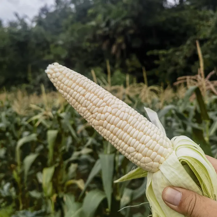武陵山高山928小甜糯玉米
