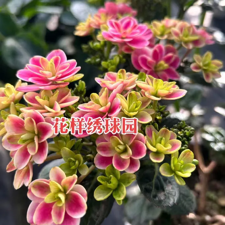 成都露天绣球／无售后（快递货损除外）谨慎下单／一物一拍／中通快递