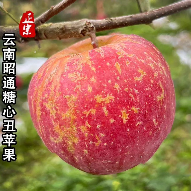 精品 正宗云南昭通丑苹果冰糖心苹果新鲜水果当季现摘脆甜产地发