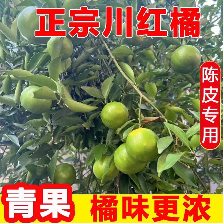 现摘新鲜青皮橘子正宗四川老树川红橘陈皮