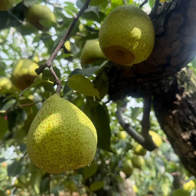 山东莱阳（芦儿港慈梨）普通包装10斤