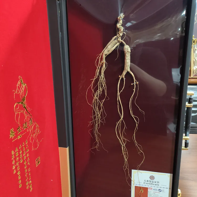 大东沟长白山人参林下参60板国检一等参