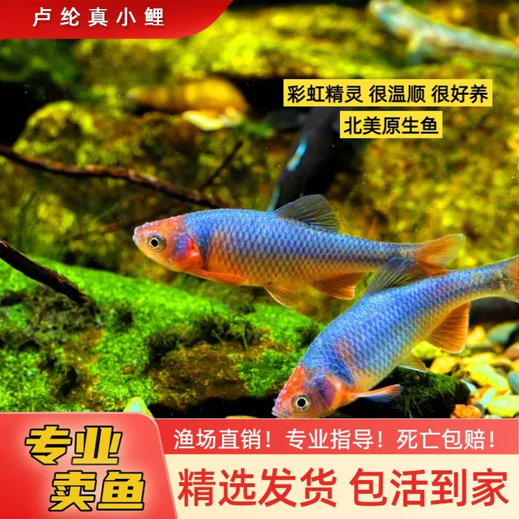 彩虹精灵 北美冷水鱼不加温皮实好养小型观赏鱼颜色鲜艳