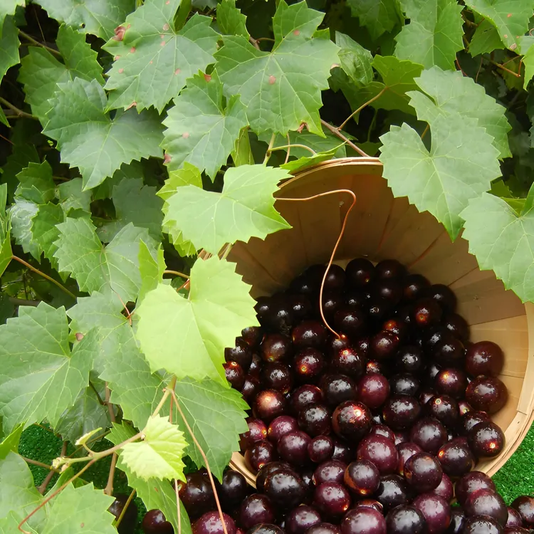 种木葵葵 美洲圆叶葡萄苗红宝石 格威尔 保尔克懒人葡萄地载盆栽