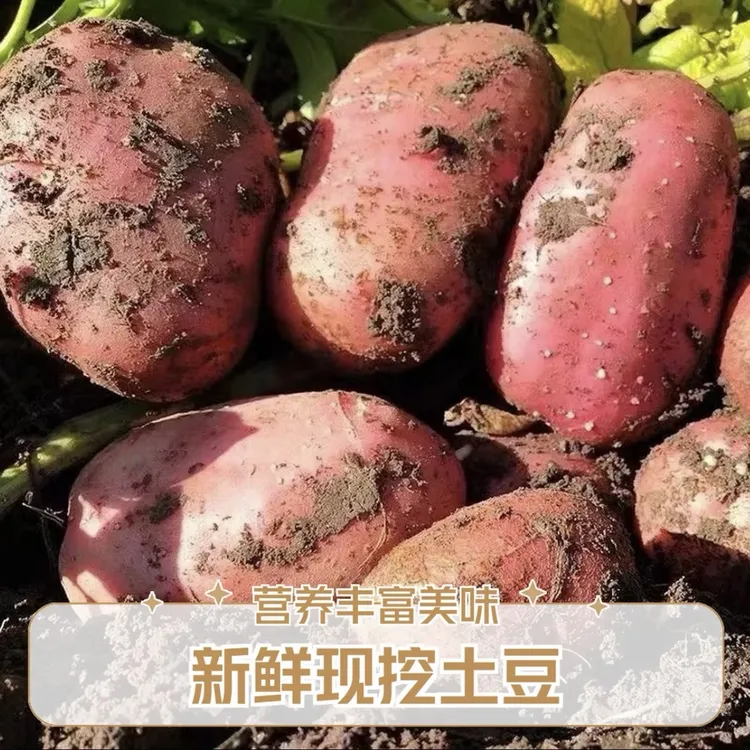 凉山德昌大象坪村彝族高山种植红皮土豆
