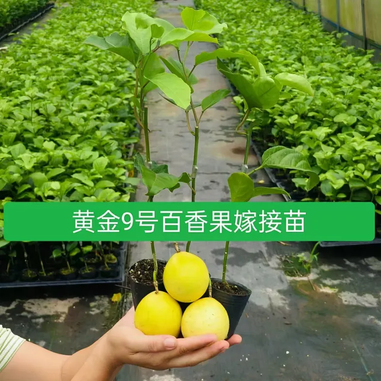 当年结果百香果苗水果苗带果发货盆栽百香果树水果树苗果树