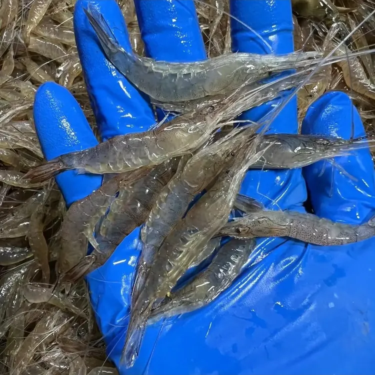 盛哥 （6斤） 小海虾 油炸虾5-8cm左右 海捕速冻（嫌小勿拍）青岛