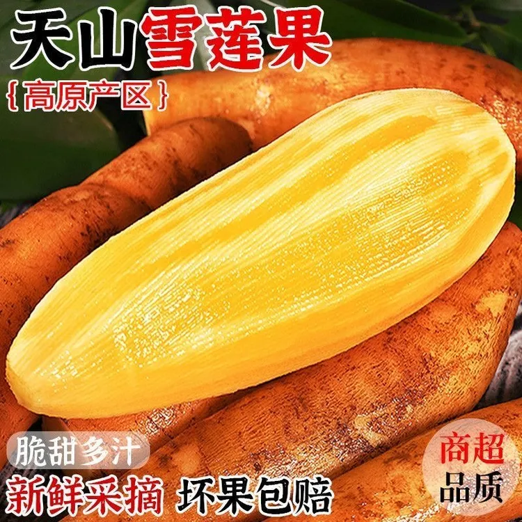 【佳佳】云南天山雪莲果1-9斤清甜脆爽多汁新鲜应季水果现挖现发
