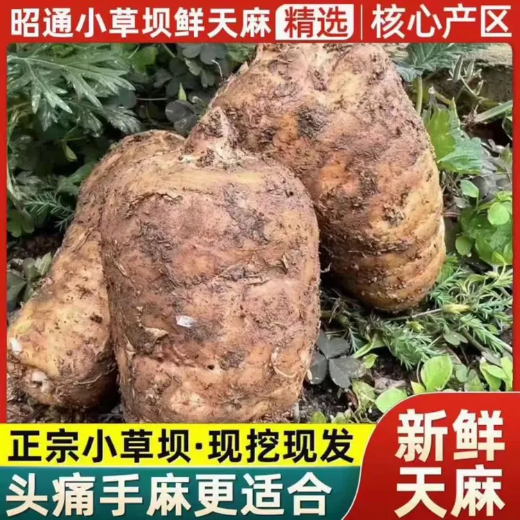 小草坝农家天麻新鲜天麻现挖现发京东顺丰空运包邮