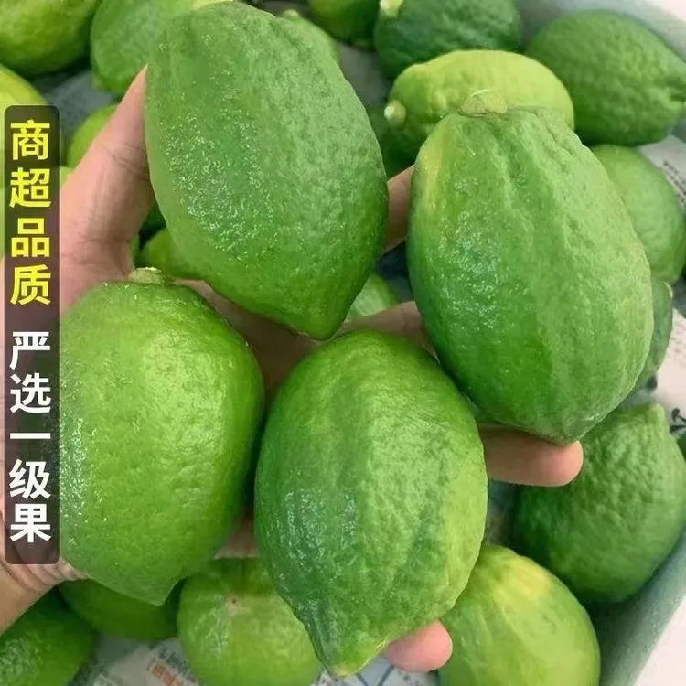 【【果园现采现发】】商家包邮广东水果无籽鲜果新鲜奶茶店专用柠檬