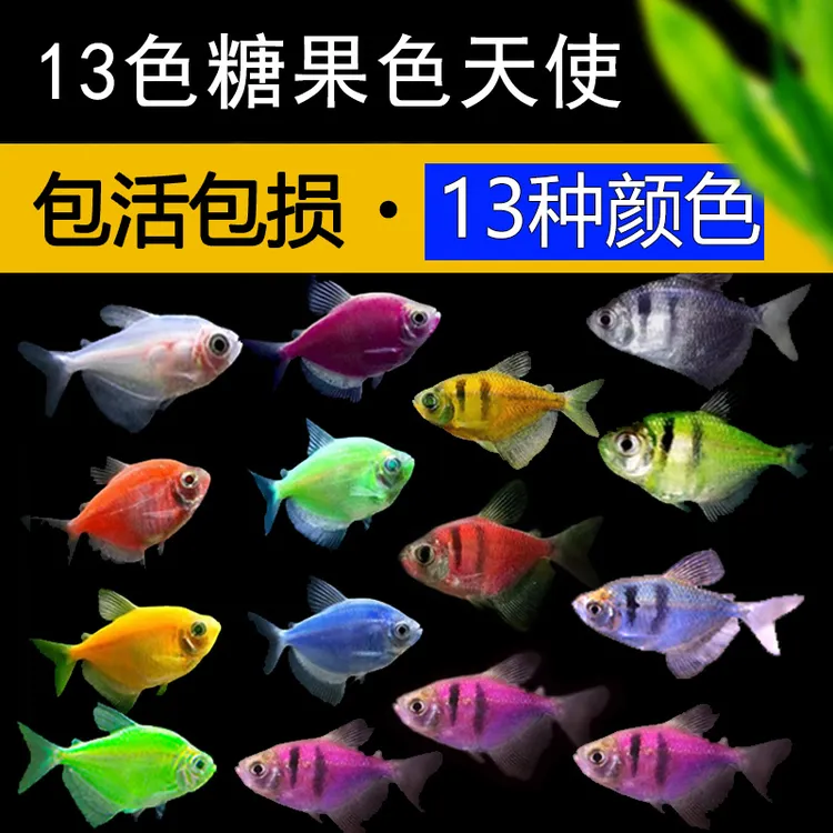 混装13种彩色新手好养大不褪色天使鱼老虎纹活体观赏鱼淡水热带鱼