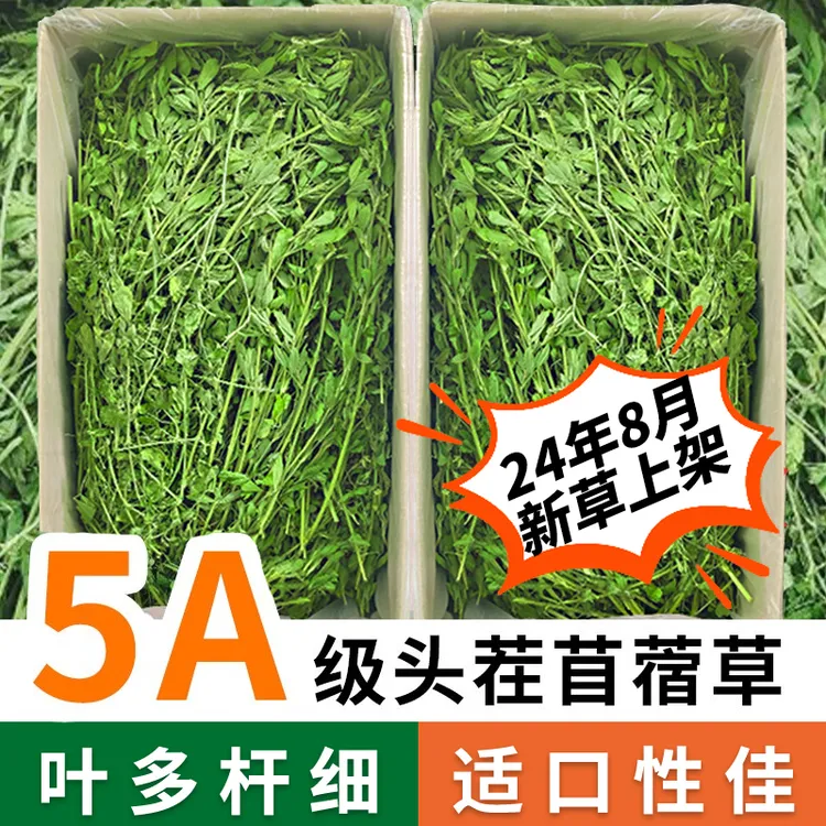 紫花苜蓿草烘干兔草干草兔粮饲料龙猫豚鼠荷兰猪幼兔兔子食用草料
