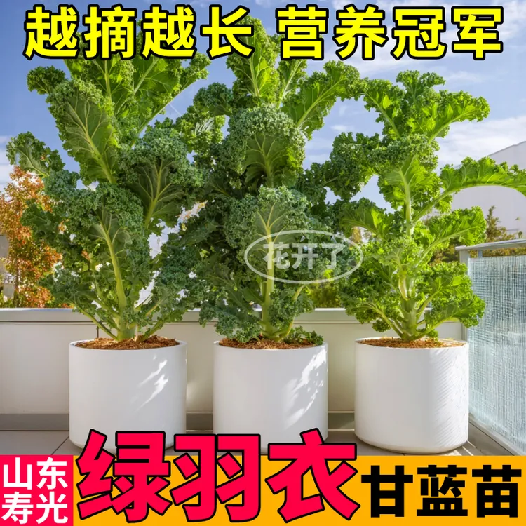 高产绿羽衣甘蓝苗秧紫绿粉羽衣甘蓝种子四季盆栽观赏食用大田小院