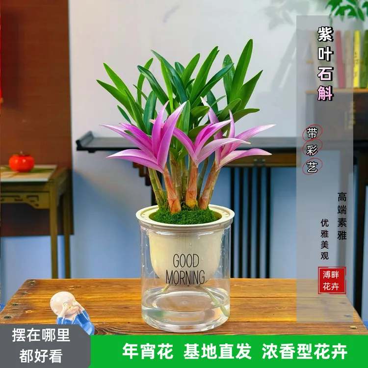 七彩香水石斛兰花室内外绿植盆栽无土种植清新香味冬季开花好养护商品图