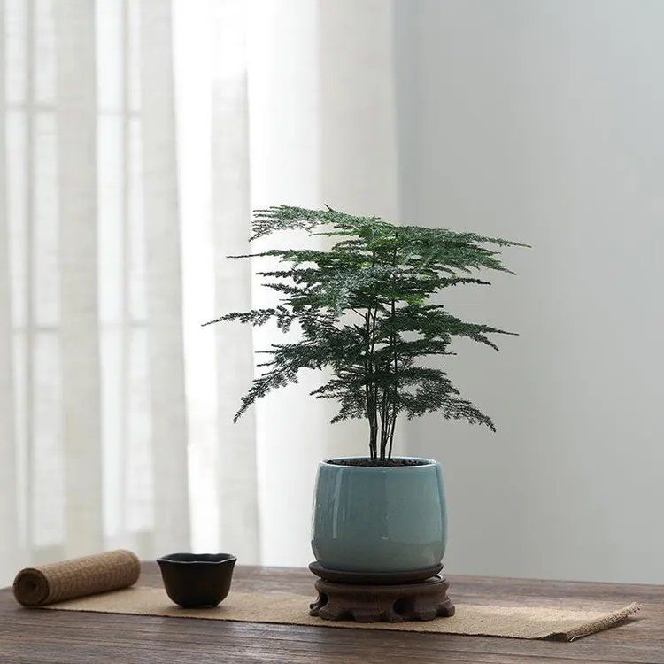 文竹盆栽室内植物花卉客厅办公室桌面好养小绿植四季常青云竹盆景