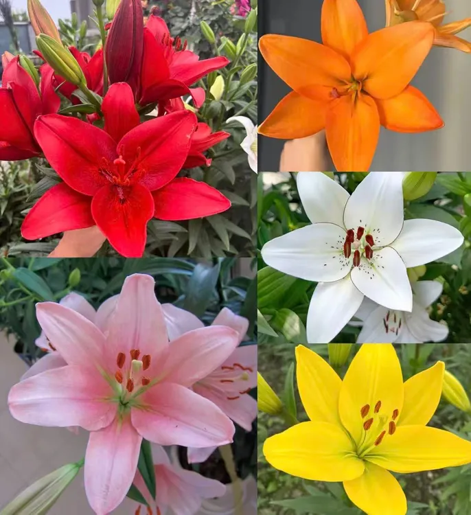 进口香水百合种球多年生四季易活懒人花卉室内盆栽耐寒花卉