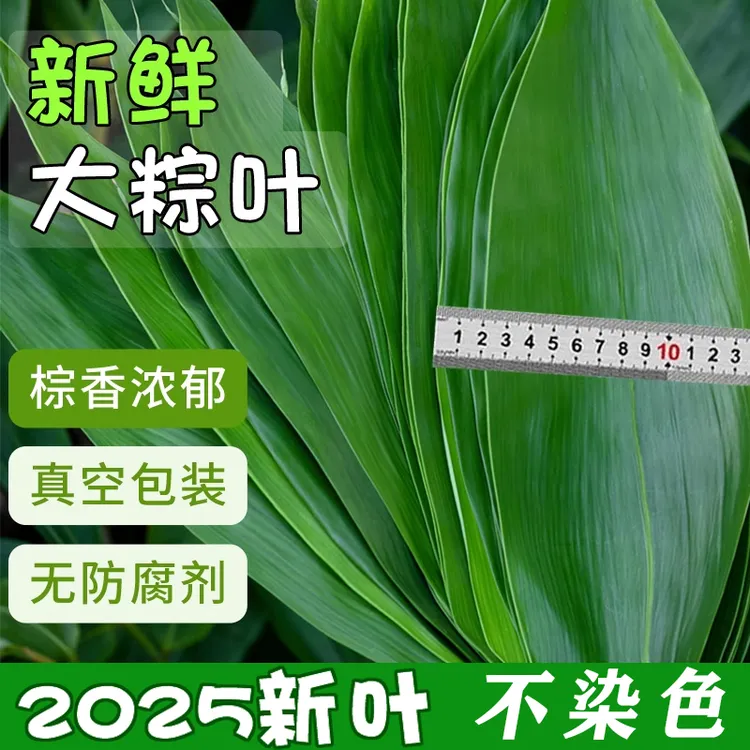 新鲜箬叶竹叶摆盘装饰小叶子商用大号鲜棕叶箬叶寿司DIY大号箬叶