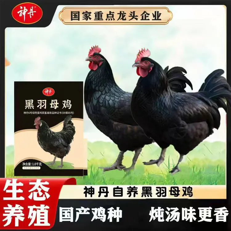 【神丹】黑羽母鸡1kg*2只（净膛） 生态养殖 煲汤味更香 包冰率不含冰