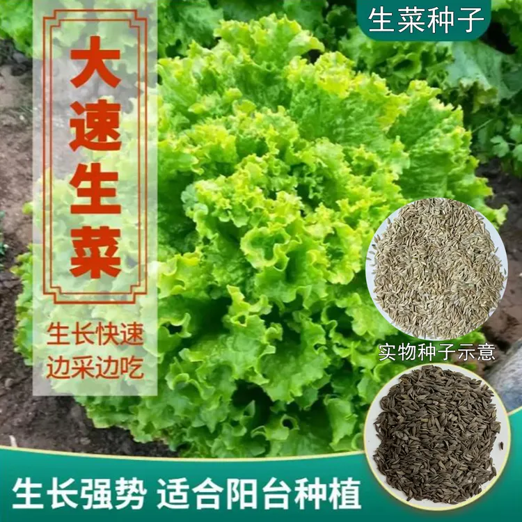 【大速生菜种子】生菜沙拉菜生吃脆甜阳台盆栽小院种植农家蔬菜种子商品图