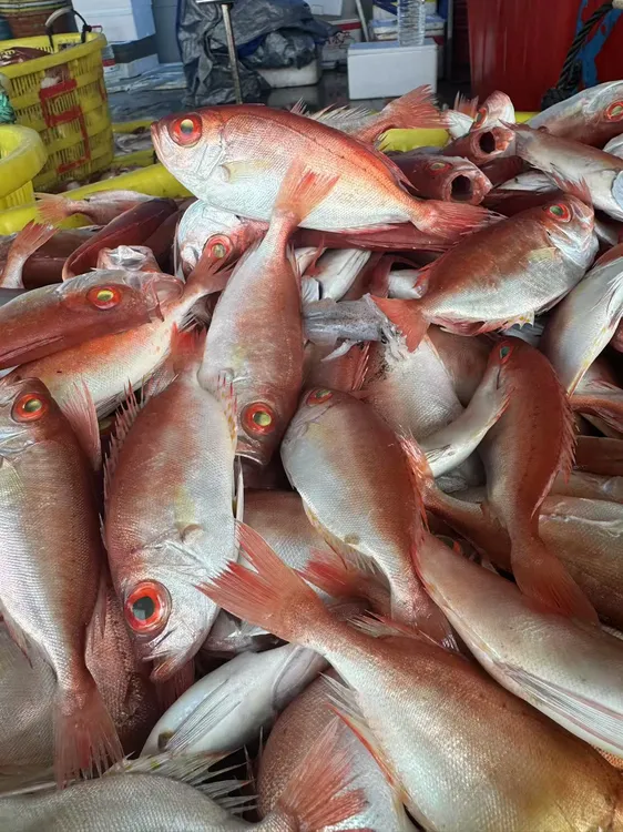 1.新鲜海捕 大眼鸡红目鲢（不帮杀）顺丰冷链包邮发货