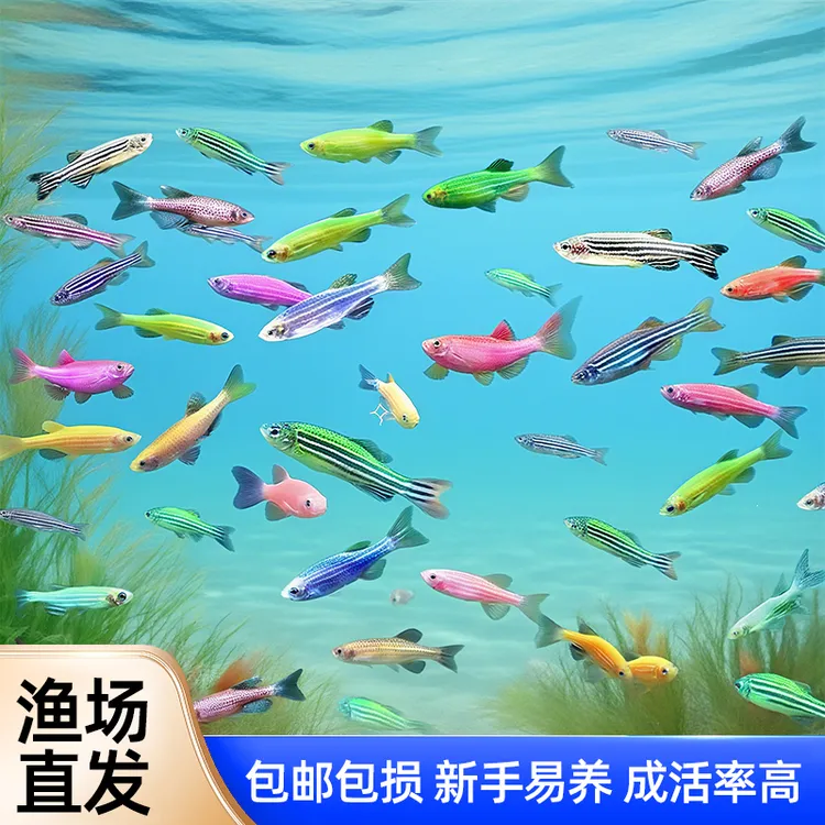 观赏鱼好养耐活斑马鱼小型热带淡水适合新手饲养观赏鱼