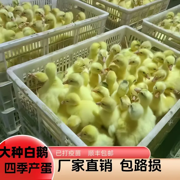 四季大白产蛋鹅王活苗大白苗宠物鸭活体顺丰包邮