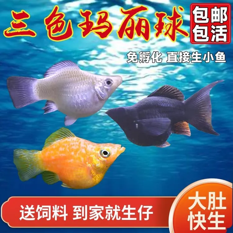 新手养鱼除油膜的玛丽球皮球小型热带观赏胎生红宝石水桶淡水鱼