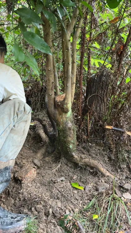 野生杂树桩 现挖现出猕猴桃牛奶果八月瓜五味子野樱桃刺梨山木香
