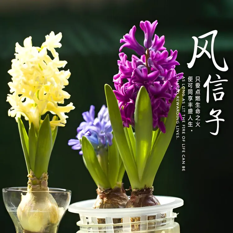 水培风信子种球室内盆栽花卉易养浓香型花卉冬季耐寒好养开花植物