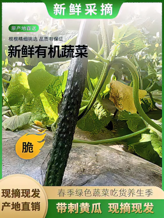 不打药黄瓜不嫁接不沾花不打药无科技黄瓜清脆清甜爽口3斤/5斤装