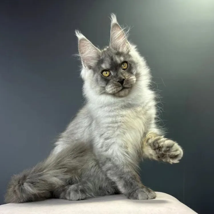 【超人缅因猫】活体猫咪缅因猫