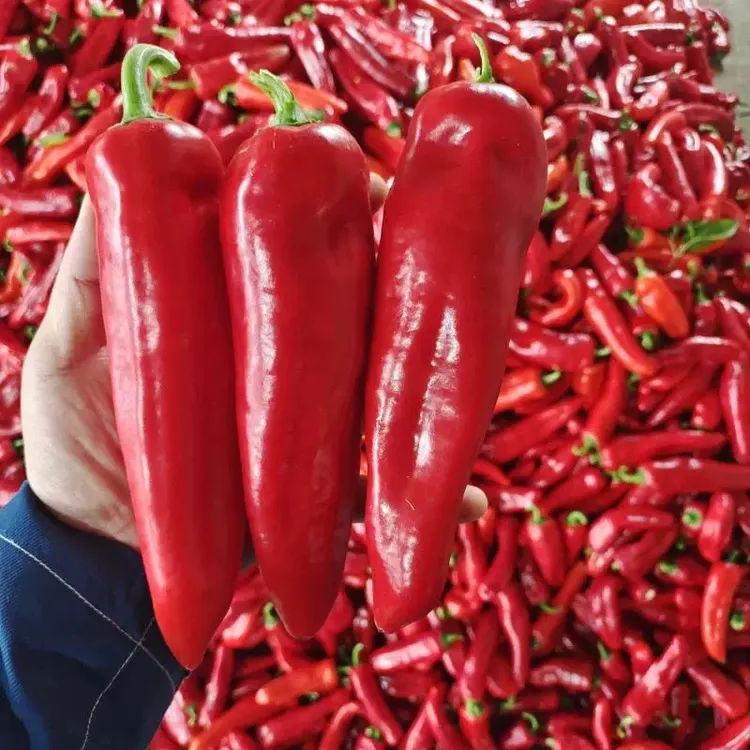 【精品全红泡椒】全红微辣甜辣现摘辣椒红辣椒新鲜批发泡椒辣椒新鲜