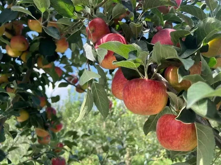 云南昭通精品红露丑苹果新鲜脆甜现摘水果