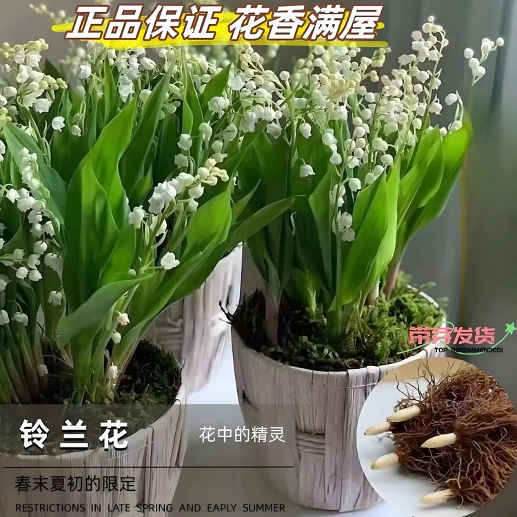 【香水铃兰花种芽】家庭阳台小院四季种植盆栽地栽易种易活