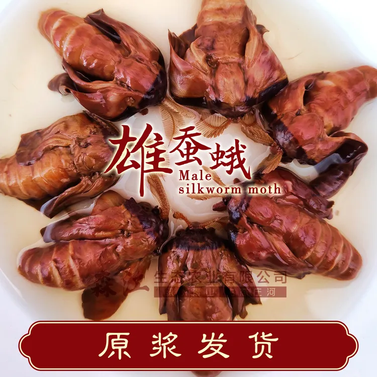 野生雄蚕蛾泡酒料养生公蛾柞蚕蛾男性滋补品未交尾雄蝉蛾40只/份