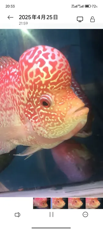火凤凰罗汉鱼苗（火凤凰毒苗）