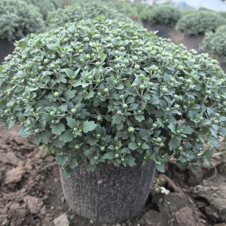 千头菊盆栽带花带花苞适合室内外观赏易爆盆好养