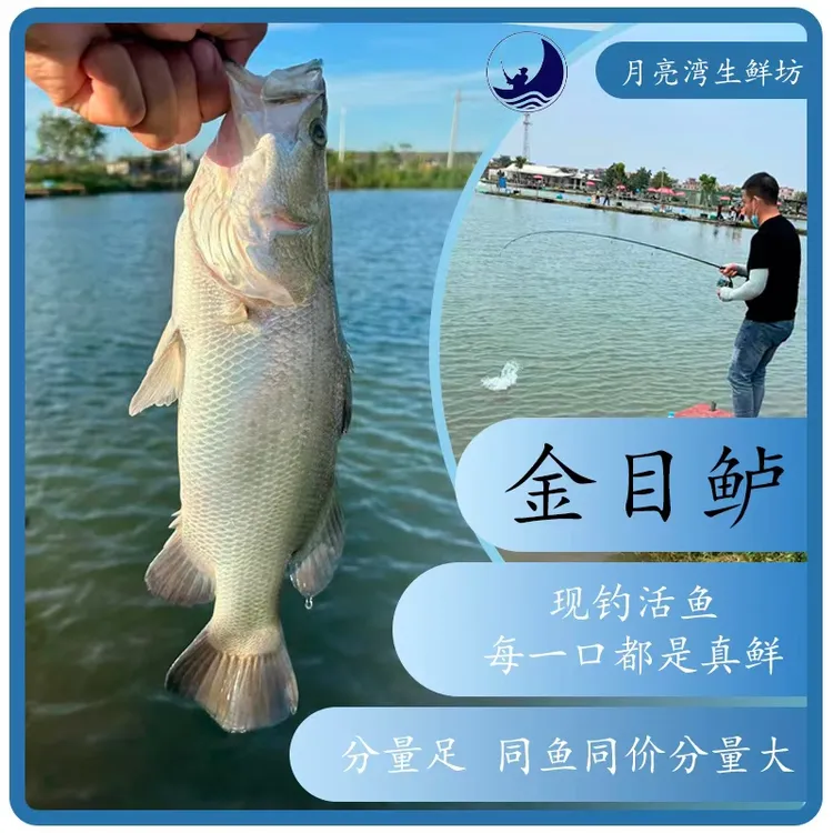 【月亮湾】现钓金目鲈鱼500g起/条 烤鱼王者鲜活鲈鱼锁鲜到家
