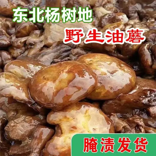 东北杨树林野生腌制油蘑,新鲜蘑菇腌渍2025新货蘑菇当季
