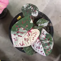 112-0915泰国发货多肉