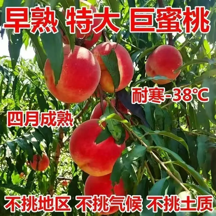 特大早熟四月桃树苗嫁接水蜜桃新品种耐寒南方北方种植当年结果苗