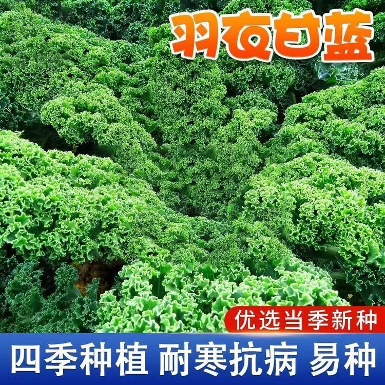 耐寒绿色羽衣甘蓝秧苗紫色雨衣甘蓝超级食物蔬菜苗可观赏食用