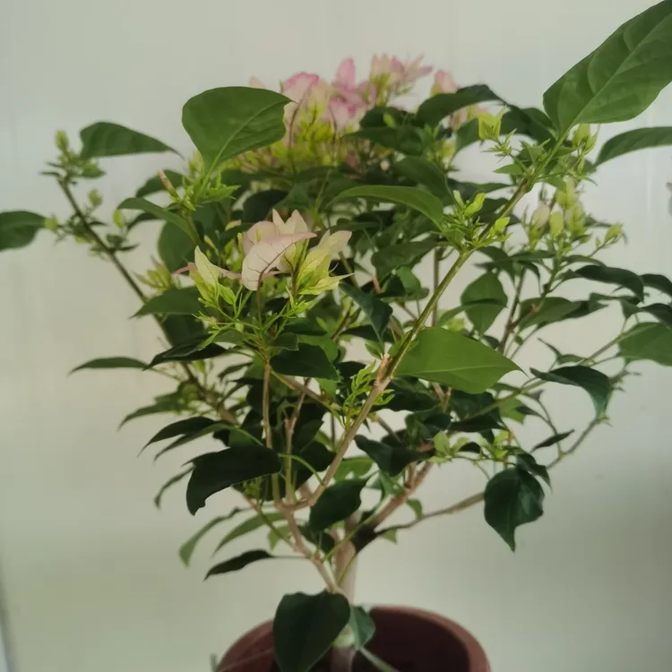 原生性感冰三角梅勤花品种四季开花爬藤绿化动态植物绿植中国室内